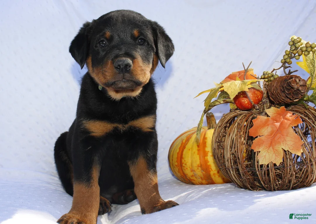 Rottweiler dogs for sale: Rosco  - Ad 1