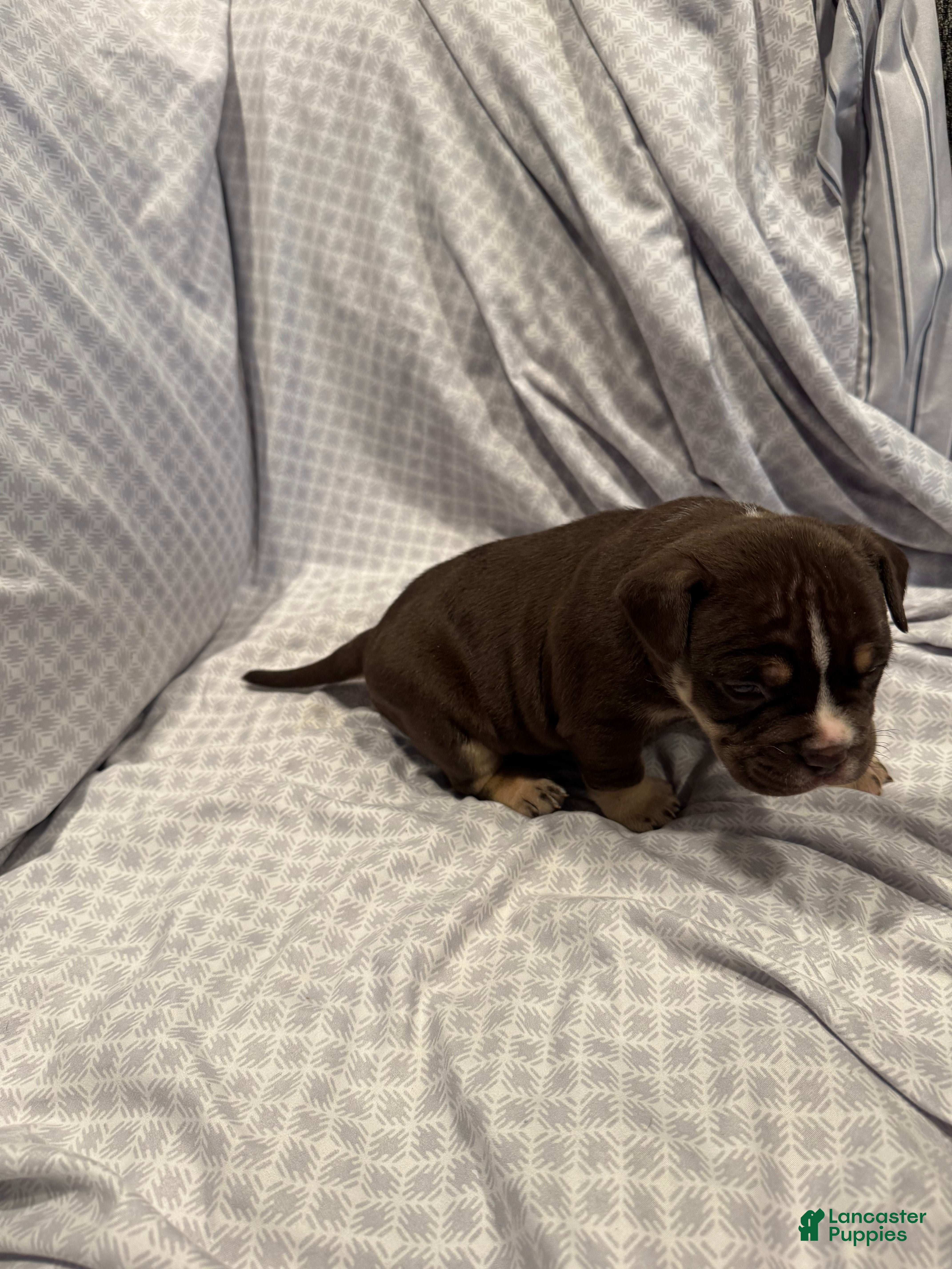 American Bully dogs American Bully Puppy 7 - Ad 2