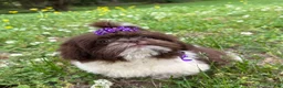 Shih Tzu dogs for sale: Violet - Ad 3