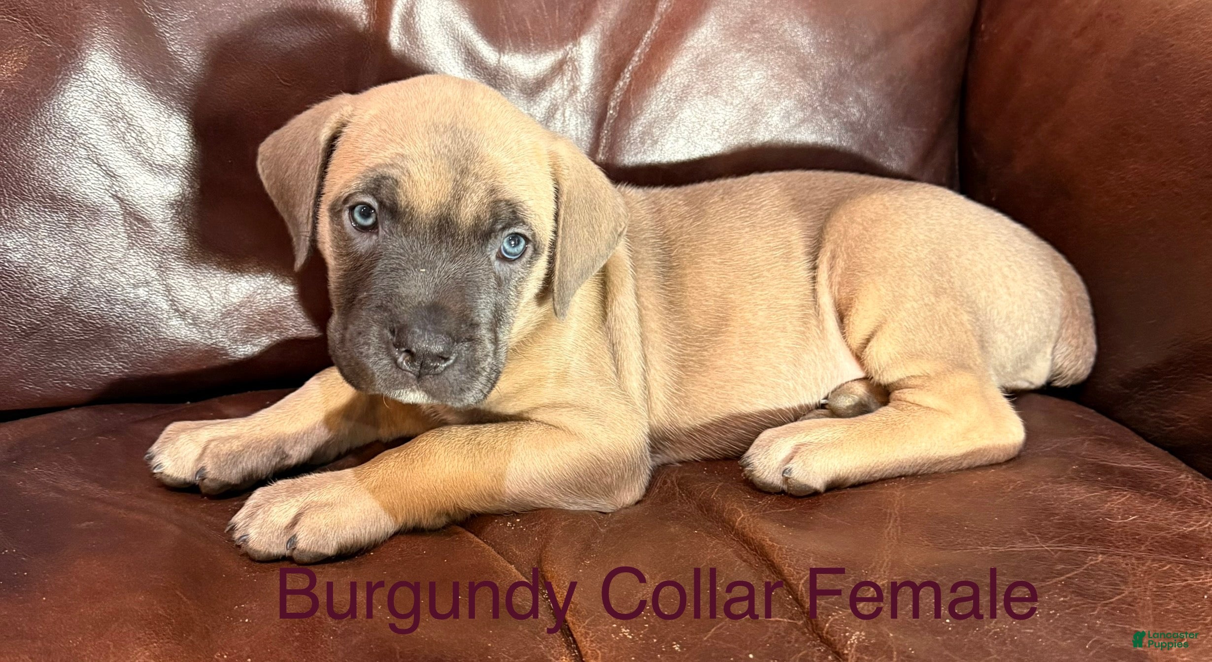 Cane Corso dogs Burgundy Collar  F Cane Corso Puppy - Ad 23