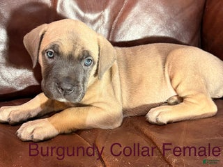 Cane Corso dogs Burgundy Collar F Cane Corso Puppy - Ad 28