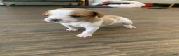 Mixed Breed dogs for sale: Shady - Ad 1