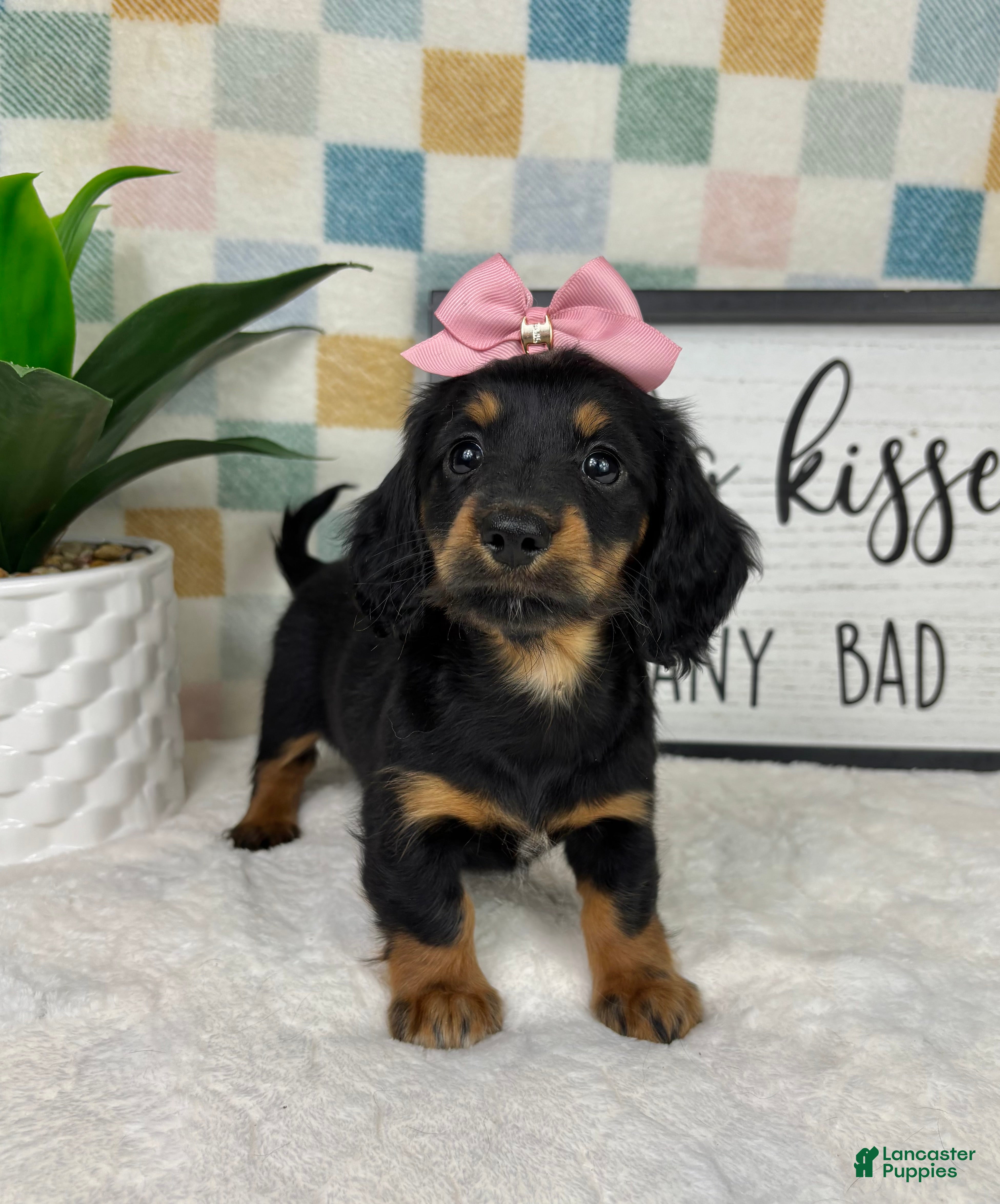 Miniature Dachshund dogs Daphne - Ad 29