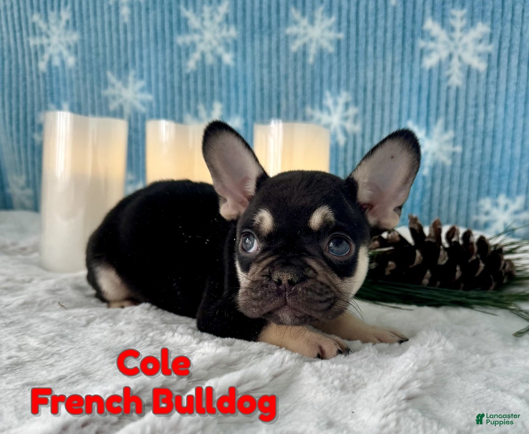 French Bulldog dogs for sale: Cole - Ad 1