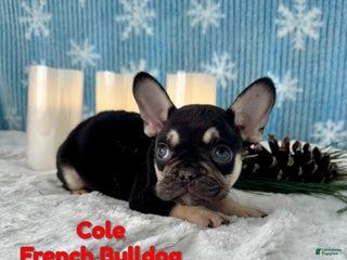 French Bulldog dogs Cole - Ad 28