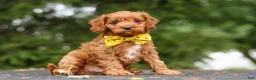Cavapoo dogs for sale: Jagger - Ad 8