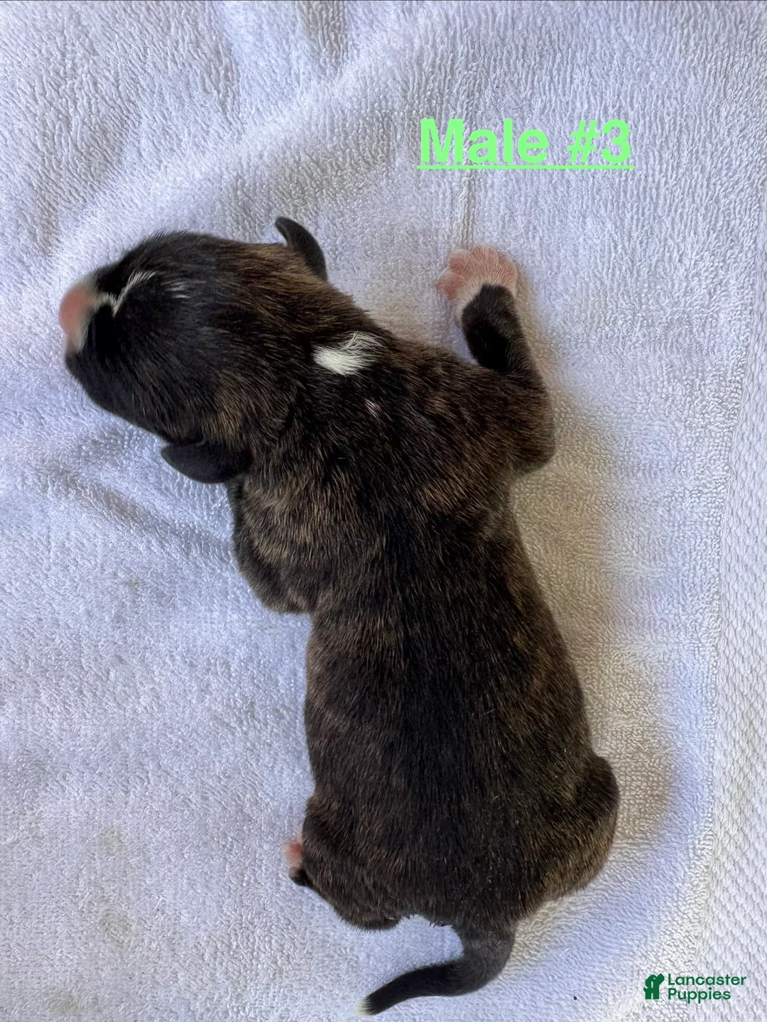 American Bulldog dogs for sale: Male #3/ Hank Williams - Ad 2