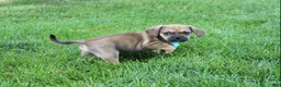 Puggle dogs for sale: Rambo - Ad 4