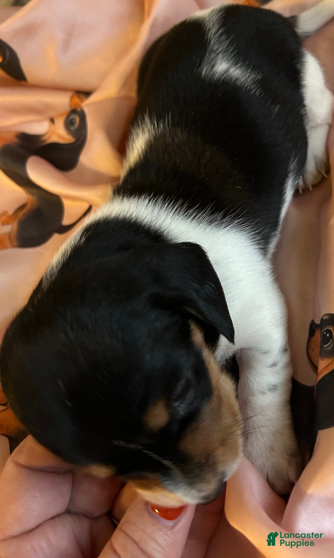 Miniature Dachshund dogs for sale: Sassyfrass  - Ad 3