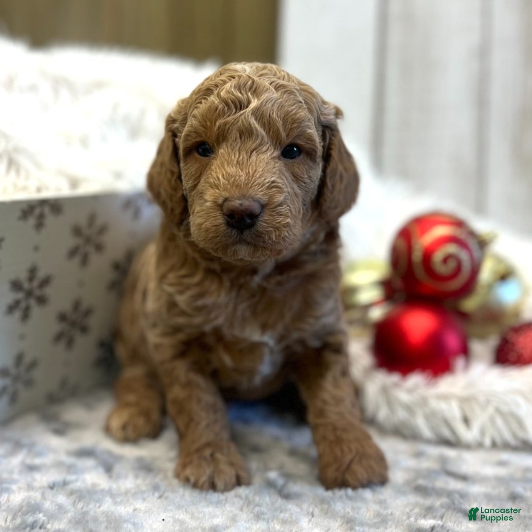 Goldendoodle dogs for sale: Alpha (Miniature Boy) - Ad 1
