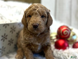 Goldendoodle dogs Alpha (Miniature Boy) - Ad 17