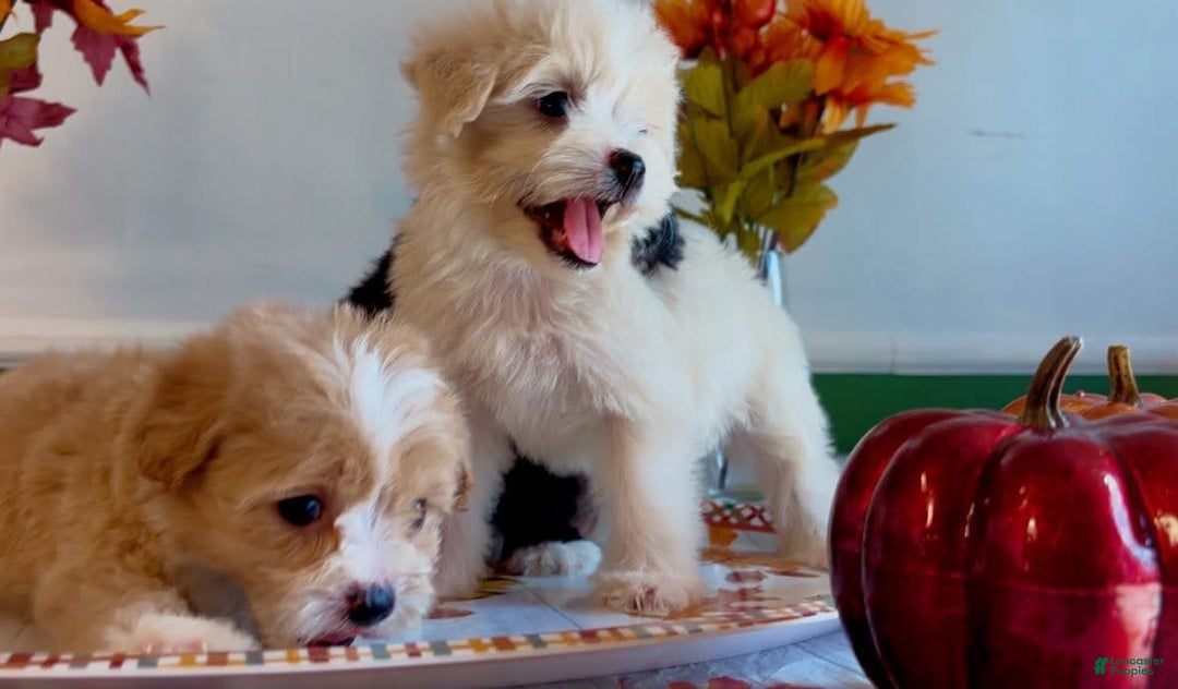 Shorkie dogs for sale: Shorkie Puppy 2 - Ad 12