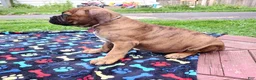 Mixed Breed dogs for sale: Zara - Ad 9