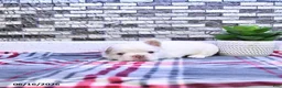 French Bulldog dogs for sale: Pierre - Ad 3
