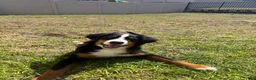 Bernese Mountain Dog dogs for sale: Bernese Mountain Dog Puppy 1 - Ad 7