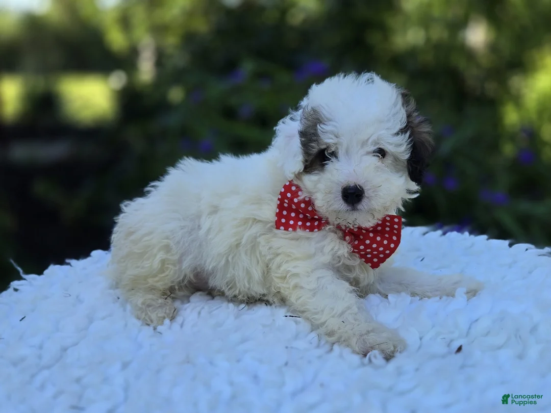 Miniature Poodle dogs for sale: Connor - Ad 4
