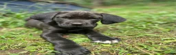 Cane Corso dogs for sale:  Mila - Ad 2