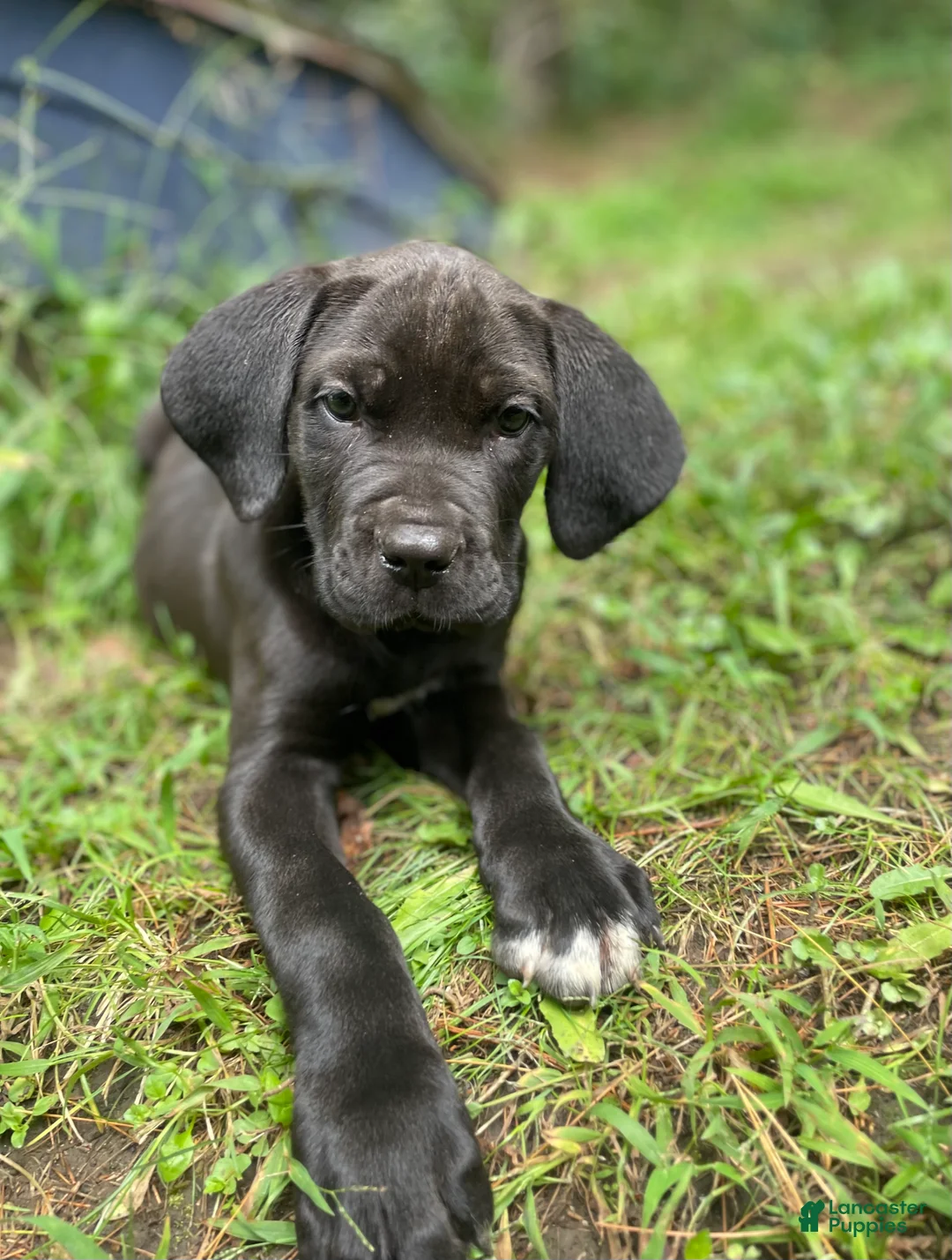 Cane Corso dogs for sale:  Mila - Ad 2