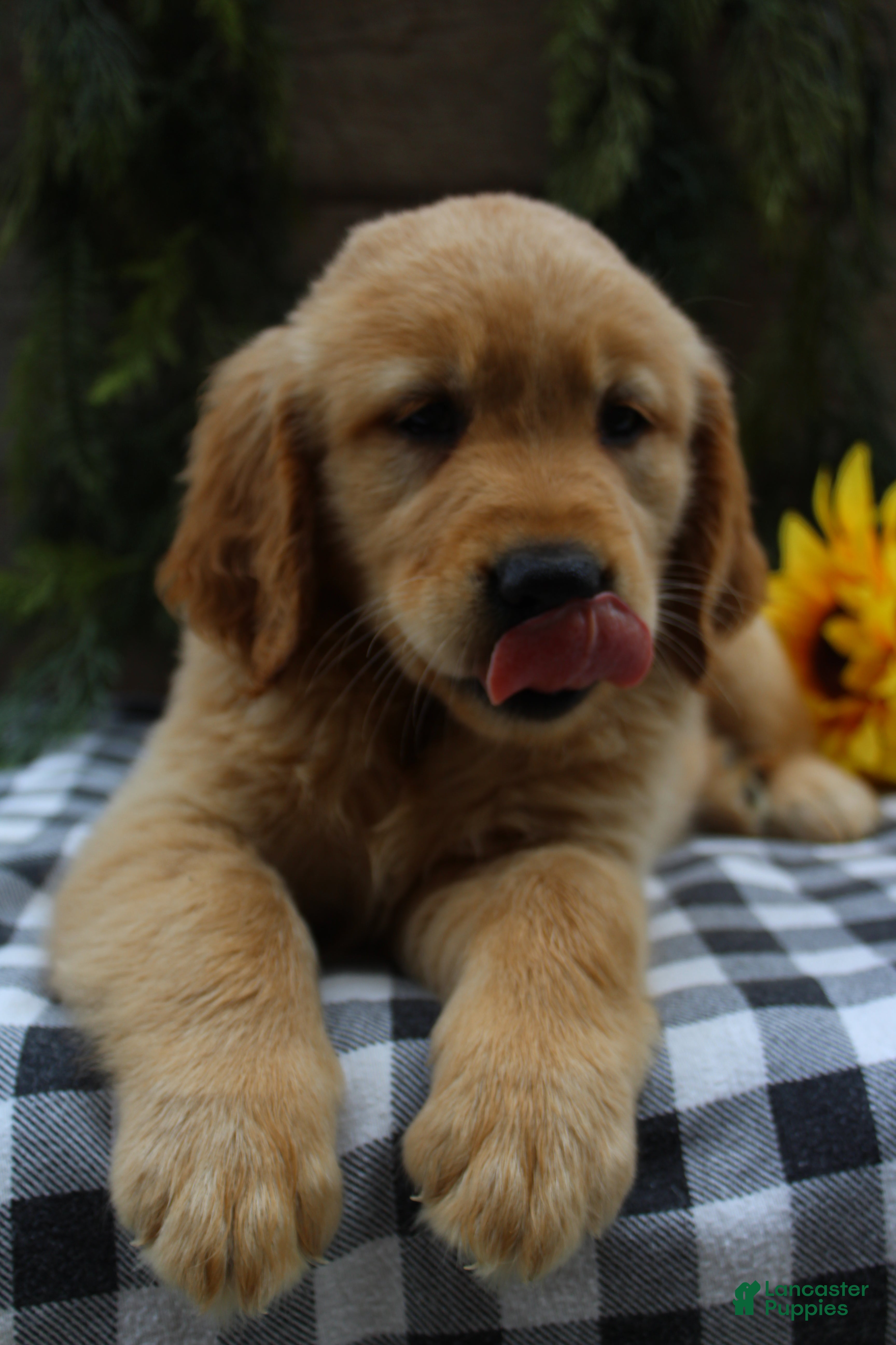 Golden Retriever dogs Stella - Ad 1