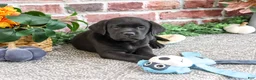 Labrador Retriever dogs for sale: Onyx - Ad 2