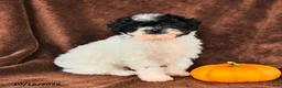 Miniature Poodle dogs for sale: Domino - Ad 1