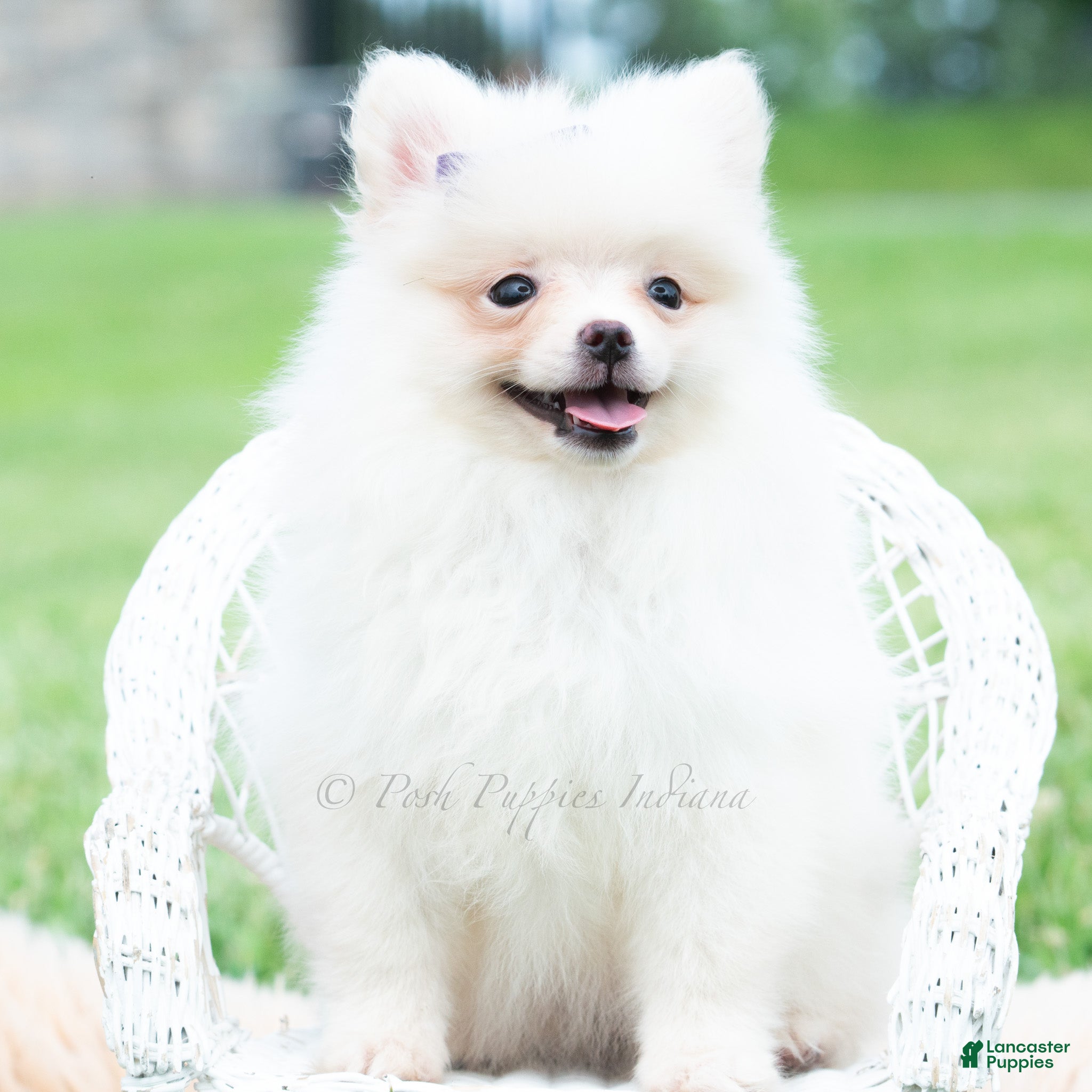 Pomeranian dogs Sophia - Ad 24