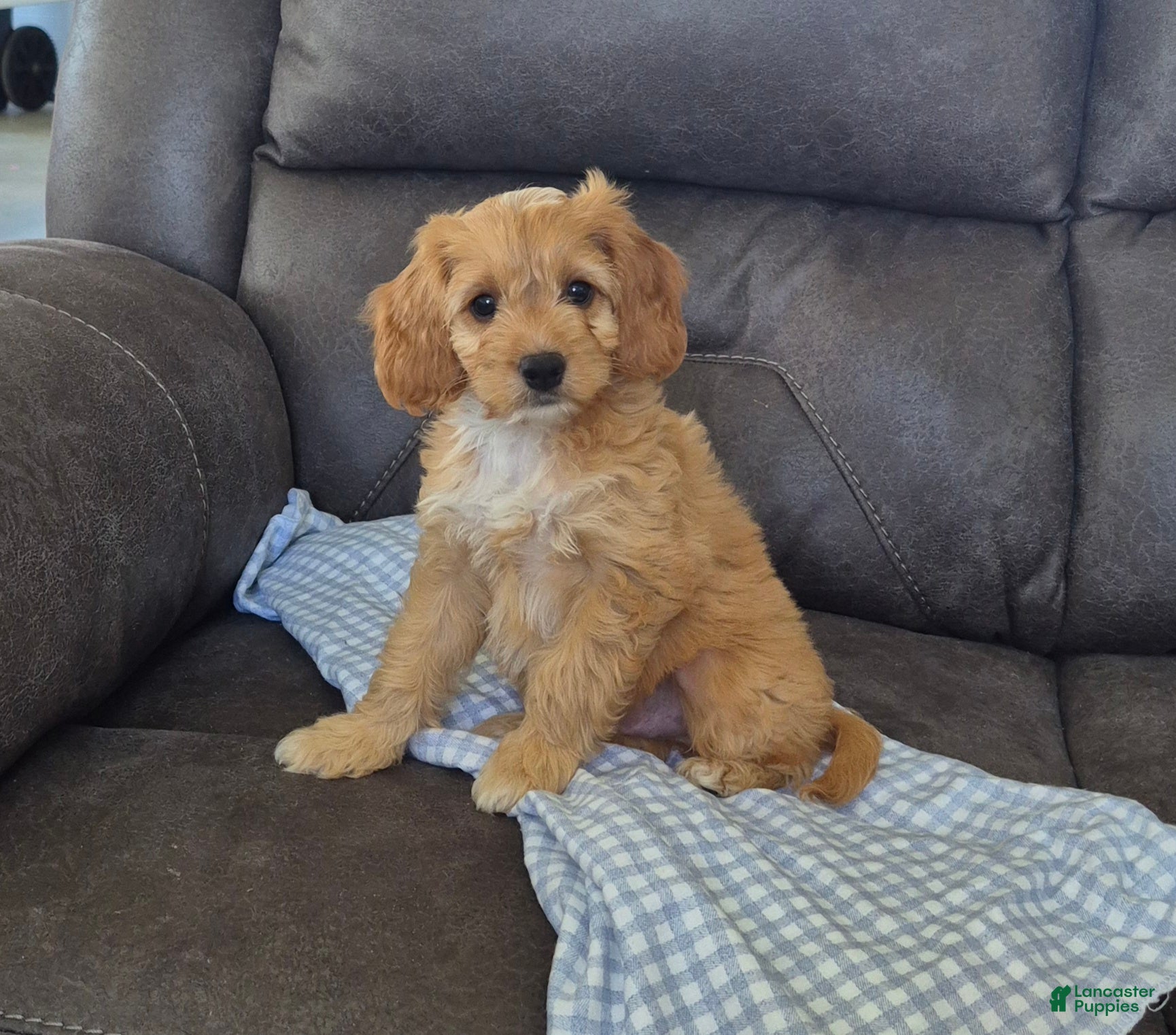 Cockapoo dogs Joey - Ad 2