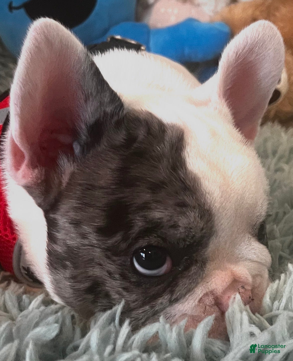 French Bulldog dogs Cajun - Ad 2