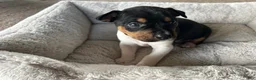 Rat Terrier dogs for sale: Old Dominion terrier Indi - Ad 1