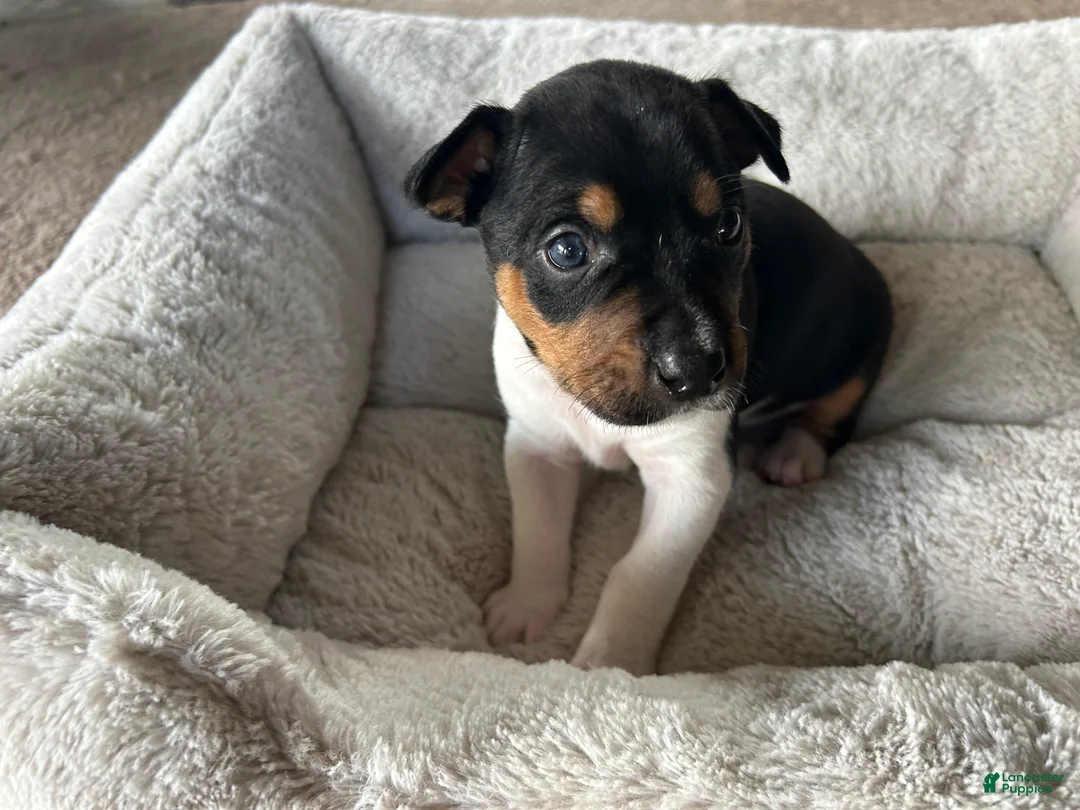 Rat Terrier dogs for sale: Old Dominion terrier Indi - Ad 1