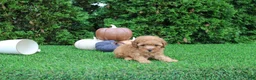 Toy Poodle dogs for sale: Finn - Ad 2