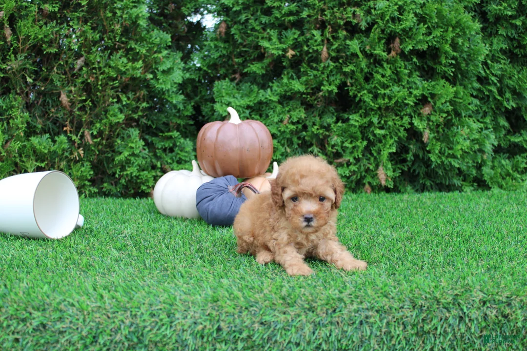 Toy Poodle dogs for sale: Finn - Ad 2