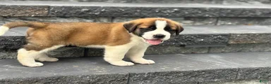 Rex
