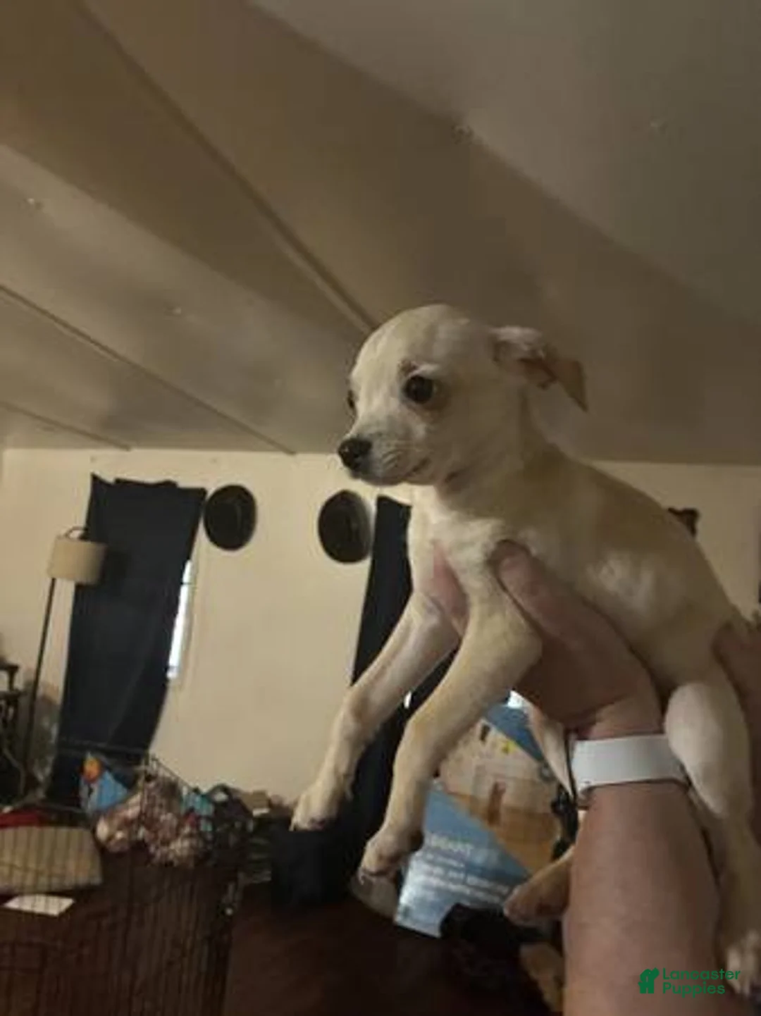 Chihuahua dogs for sale: Chihuahua Puppy 3 - Ad 1