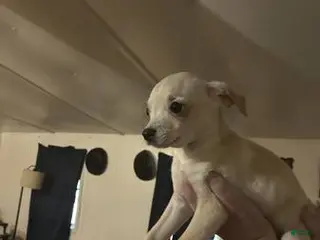 Chihuahua dogs Chihuahua Puppy 3 - Ad 26