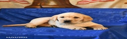 Labrador Retriever dogs for sale: Hickory - Ad 2