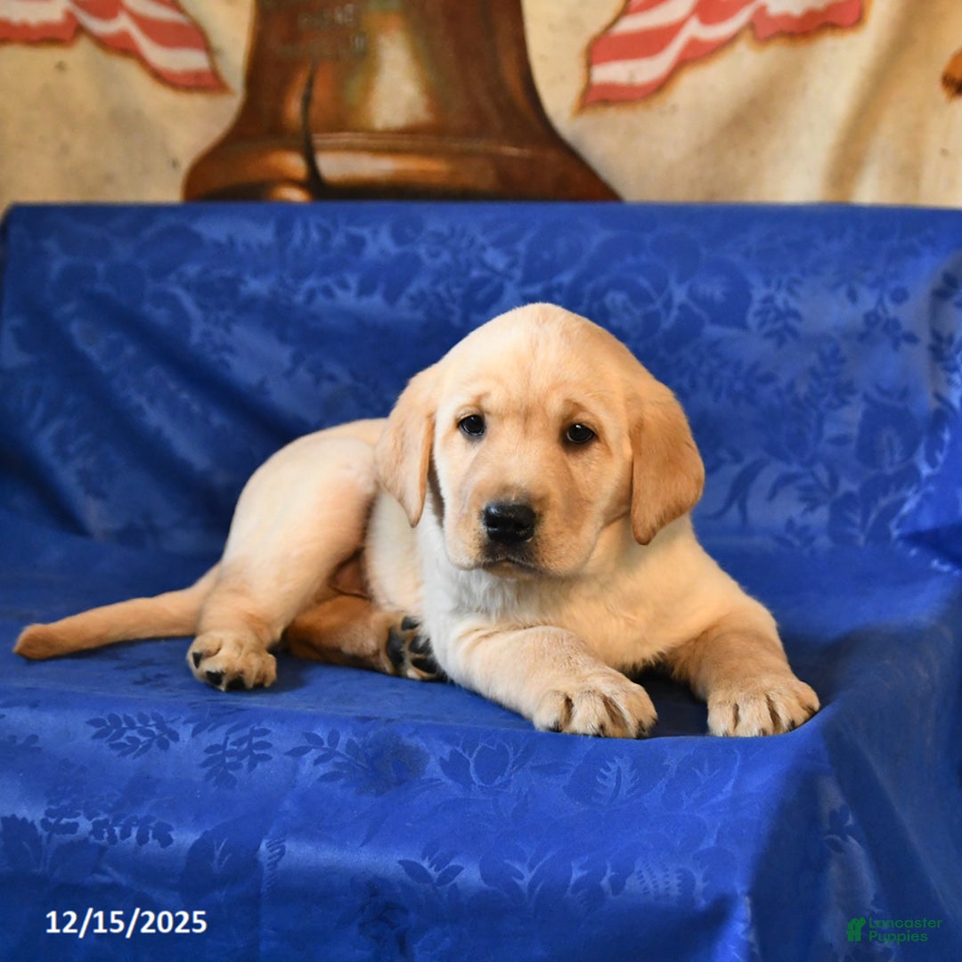 Labrador Retriever dogs for sale: Hickory - Ad 2
