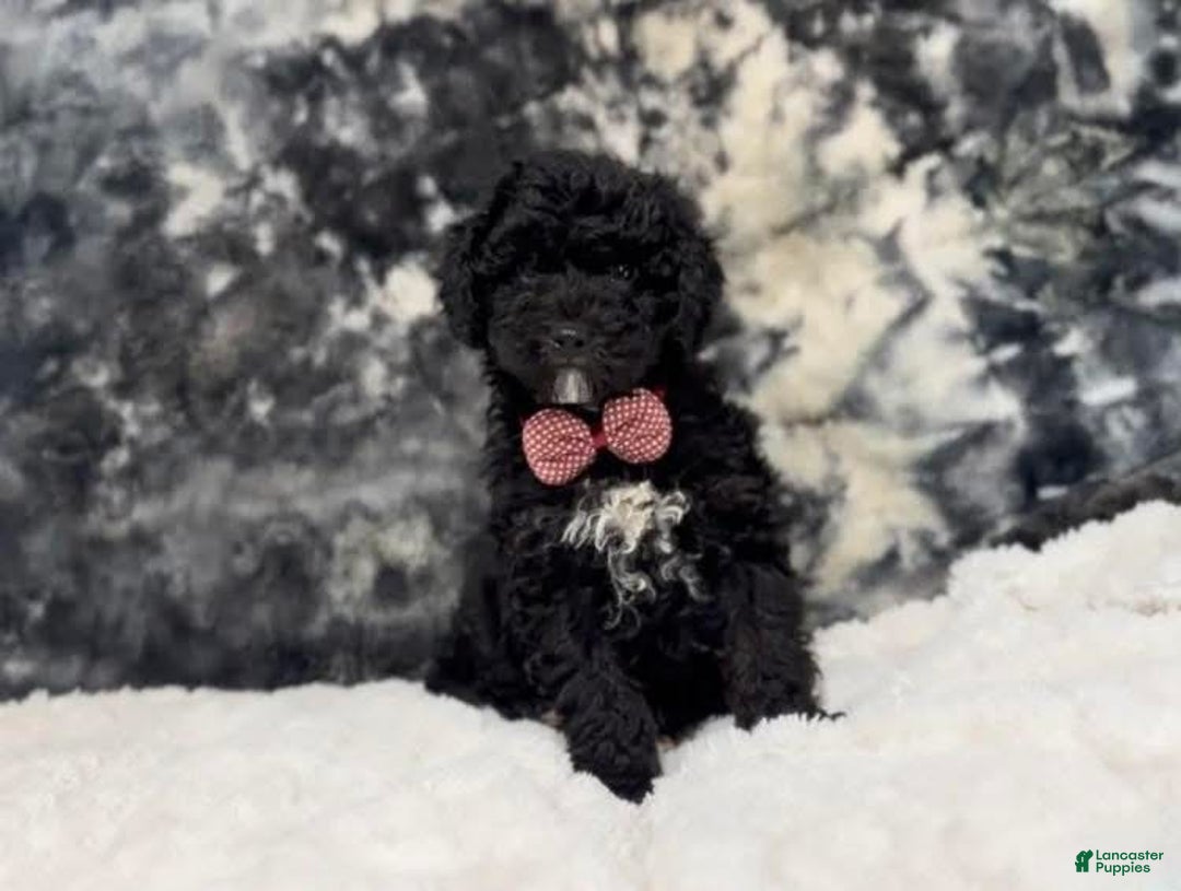 Cavapoo dogs for sale: George - Ad 1