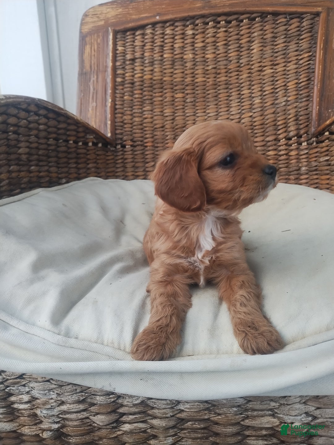 Cavapoo dogs for sale: Pearl  - Ad 3