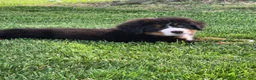 Bernese Mountain Dog dogs for sale: Snoopy - Ad 9