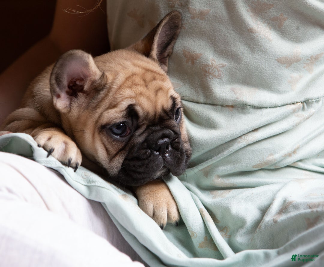 French Bulldog dogs for sale: Rhubarb  AKC - Ad 1