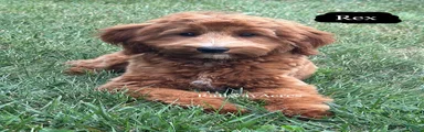 Rex