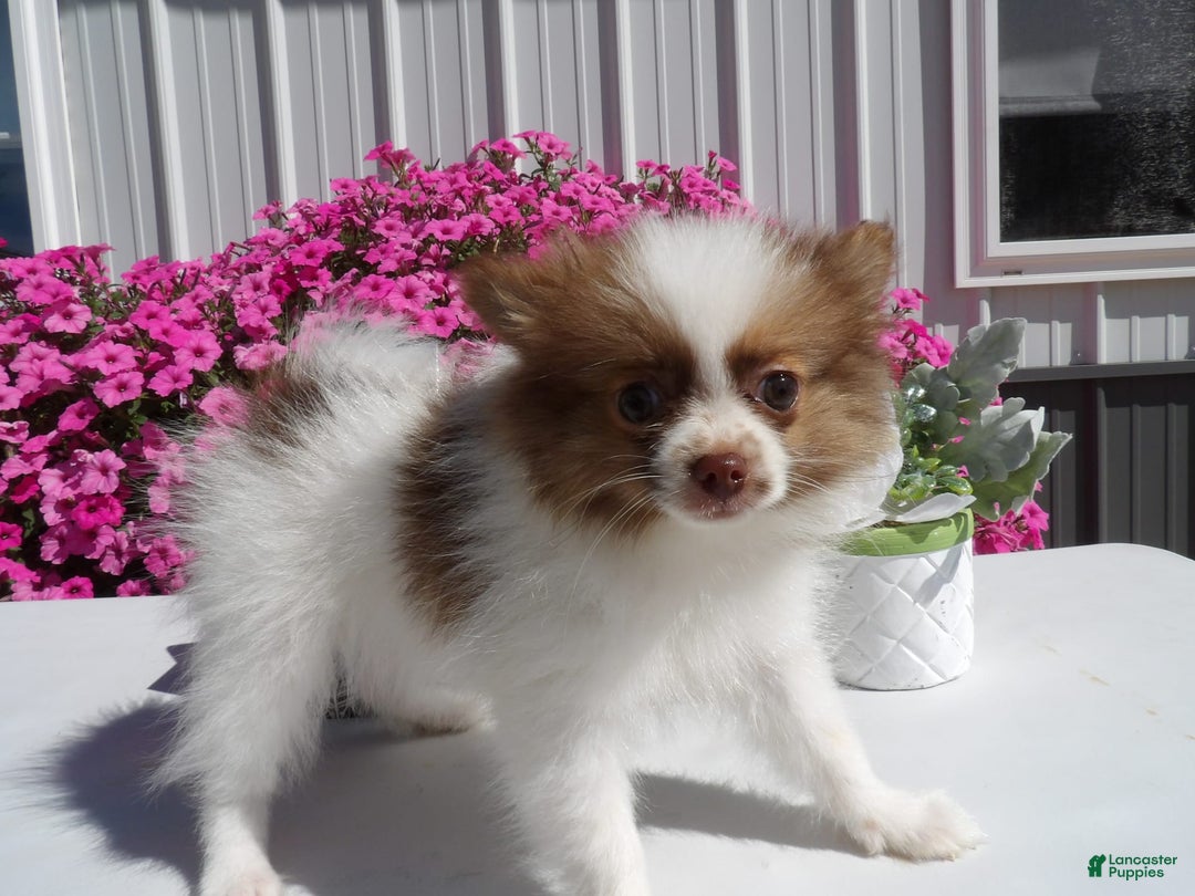 Gallery Image {{count}}