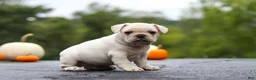 French Bulldog dogs for sale: Sampson - Ad 4