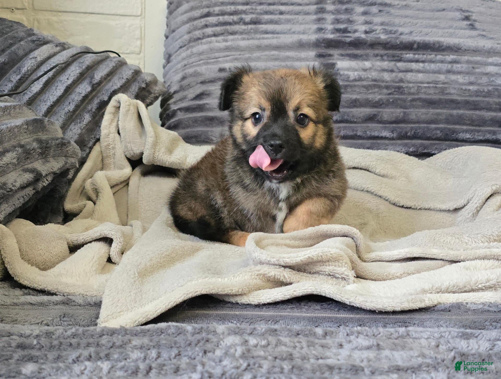 Mixed Breed dogs Mixed Breed 1 - Ad 26
