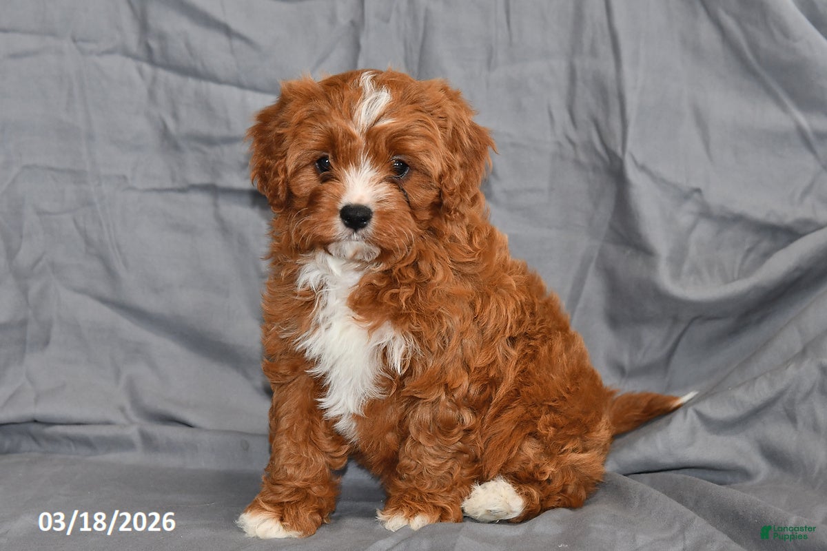 Cavapoo dogs Nemo - Ad 2