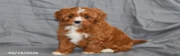 Cavapoo dogs for sale: Nemo - Ad 2