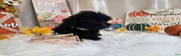 Yorkiepoo dogs for sale: Ava Jolene - Ad 4