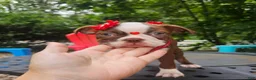 Boston Terrier dogs for sale: Boston Terrier 1 - Ad 1