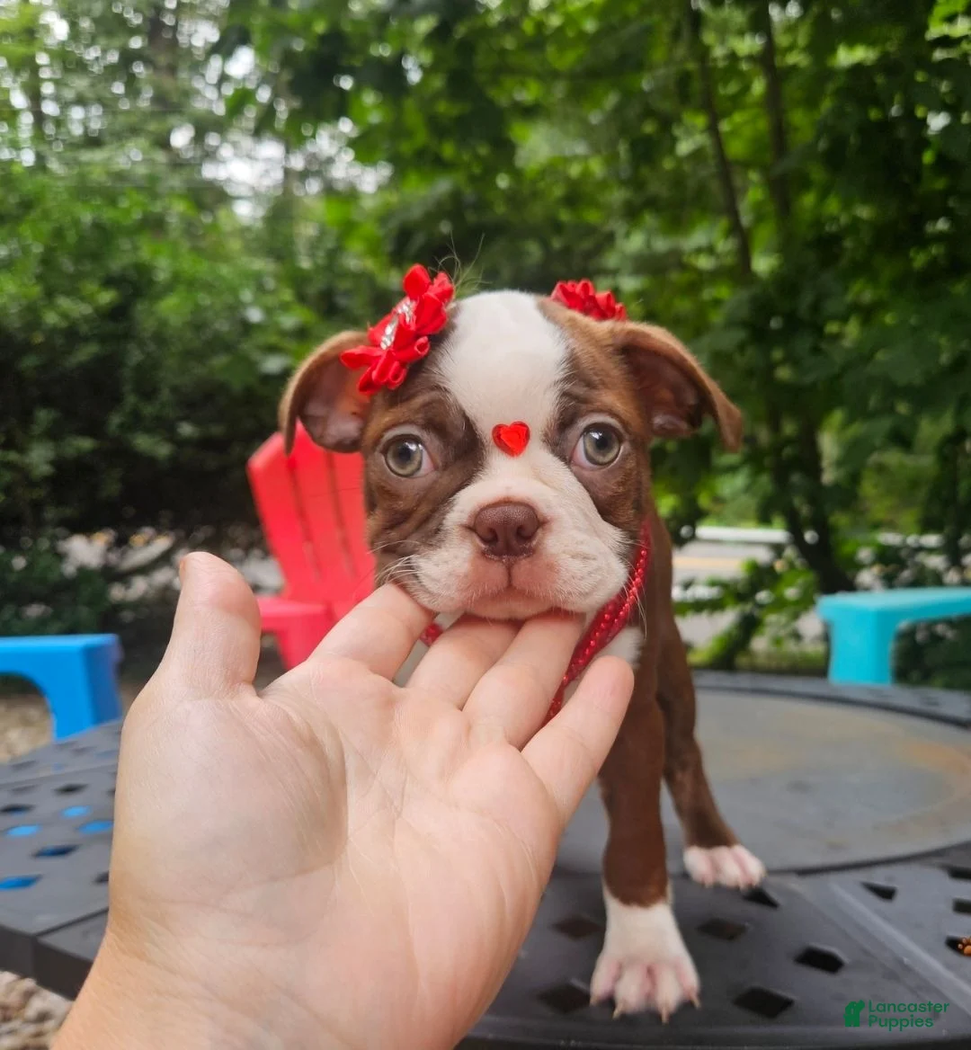 Boston Terrier dogs for sale: Boston Terrier 1 - Ad 1